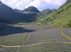 Image: Many Hmong people get out of poverty thanks to sandalwood herbs