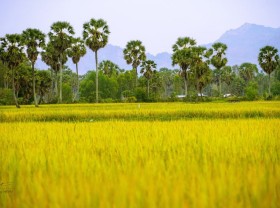 Image: Watching sunset over palmyra palm field in An Giang Province