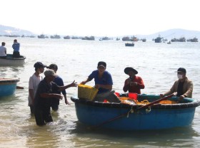 Image: Binh Thuan fishermen hit the peak anchovies in the Southern crop