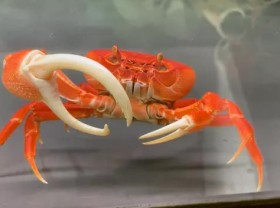 Image: Business of ornamental crabs and frogs as ornamental: From passion to a side job that makes a lot of money