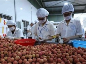 Image: Big step for Vietnamese fruits towards US market