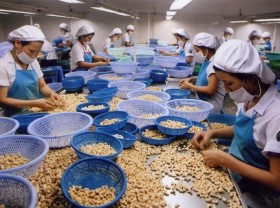 Image: Promoting exports of cashew nuts to key markets