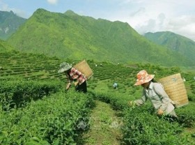 Image: Vietnam ranks 7th worldwide in tea production