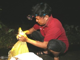 Image: Catching field frogs after thunderstorms