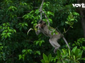 Image: Discover the monkey kingdom in Can Gio
