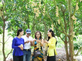 Image: Ga um dau Ha Chau: a sweet combination of fruit and chicken in Mekong Delta