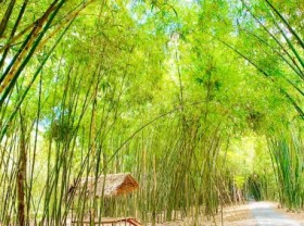 Image: Bamboo industry - billion dollar dream