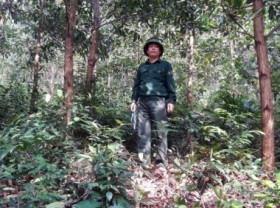 Image: Businesses and people band together to plant large timber forests