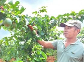 Image: Good price, secured consumption, farmers race to expand orchards