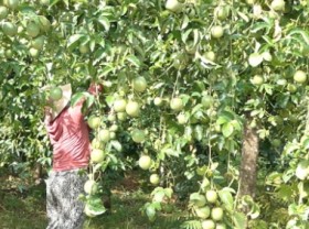 Image: Improving capacity in exporting durian and passion fruit