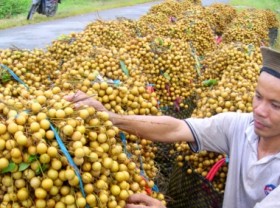 Image: Planting area code is a passport for Vietnamese products