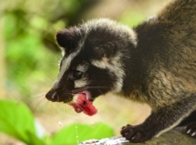 Image: Protecting endangered wild animals is the agriculture industry's primary objective