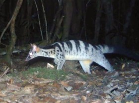 Image: Rare and endemic species discovered in Bidoup - Nui Ba