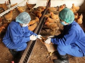 Image: Reducing zoonotic diseases thanks to 'One Health' approach