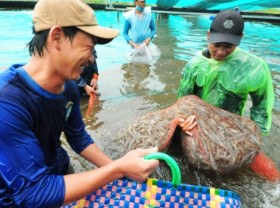 Image: Shrimp exports aims to surpass India by 2025