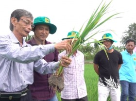 Image: smart rice farming program is expanded in the Mekong Delta