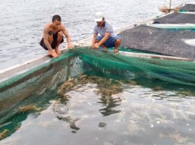 Image: Solutions to sustainable development of lobster farming