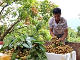 Image: Son La longan to be served on Vietnam Airlines flights