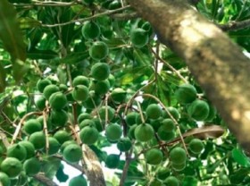 Image: Special attention needed to develop macadamia trees