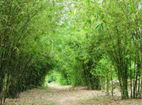 Image: The 1.6 million ha of bamboo is in decline