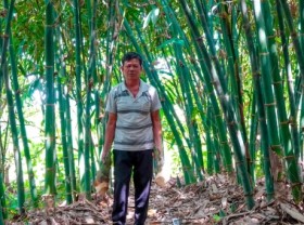 Image: Vietnamese bamboo and the potential that remains ‘asleep’