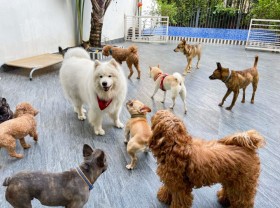 Image: Sending pets to daycare