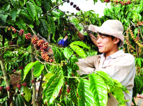 Image: Coffee exports to US rise in value