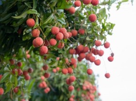 Image: Discover the famous delicious Northern specialty fruits 