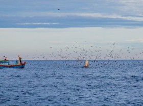 Image: Excited, bursting with the moment of witnessing blue whales hunting in the sea of ​​De Gi