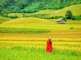 Image: Hunting ripe rice in Nam Cang