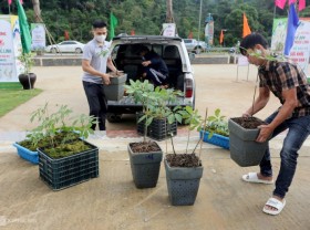 Image: Ngoc Linh ginseng contest￼