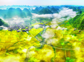 Image: Where the rice is ripe