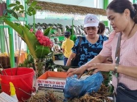 Image: Festival promotes values of Ngoc Linh ginseng