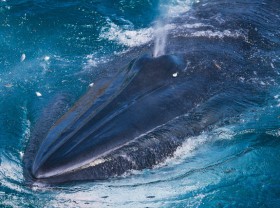 Image: Vietnamese photographer snaps incredible pictures of Bryde’s whales