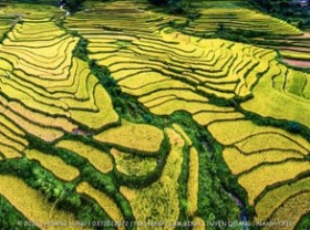 Image: Coordinates viewing of beautiful and peaceful terraced fields in Tuyen Quang