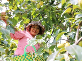 Image: Growing Yen Du persimmon earns hundreds of millions of dong per crop