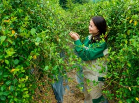 Image: 16,500 hectares of medicinal plants for export in Quang Ninh