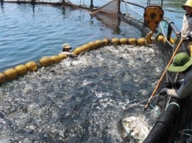 Image: 3 action axes to turn marine farming into a high-value industry