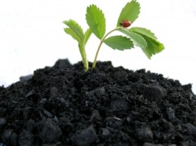 Image: Biochar remains an untapped resource