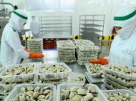 Image: Clams account for 73% of bivalve mollusk exports