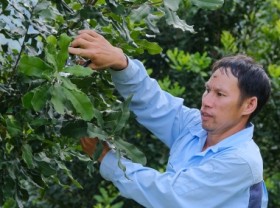 Image: New impetus from macadamia – the ‘trillion VND tree’