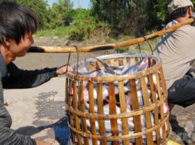 Image: Pangasius farming establishments will be granted codes by 2025