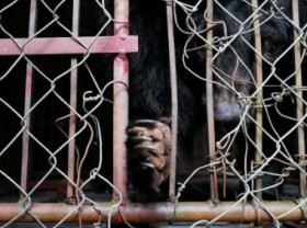Image: Rescuing a bear kept in captivity for 17 years in Nam Dinh