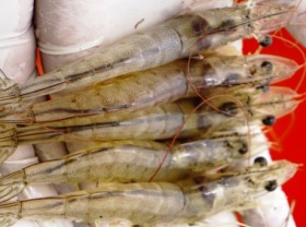 Image: Shrimp exports face many challenges at the end of the year
