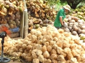 Image: Silently get rich from the coconut tree.