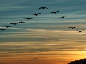 Image: Strictly handling all acts of illegally hunting, transporting and trading wild birds
