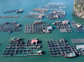 Image: Sustainable marine farming requires control of feed, nutrition