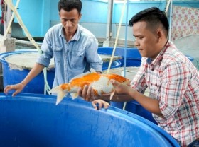 Image: Vietnamese ornamental fish has been exported to 60 markets