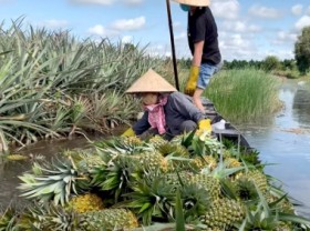 Image: Vietnamese pineapples’ exports find boosting opportunities
