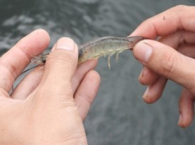Image: Vietnam's shrimp production can reach 1 million tons this year